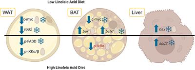 The Ratio of Linoleic and Linolenic Acid in the Pre-hibernation Diet Influences NFκB Signaling in Garden Dormice During Torpor